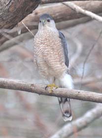 Rufous Perched